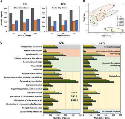 Transcriptomic and metabolomic changes in postharvest sugarbeet roots reveal widespread metabolic changes in storage and identify genes potentially responsible for respiratory sucrose loss